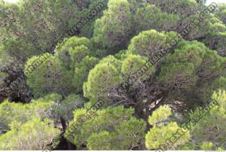 Photo Texture of Trees 0003